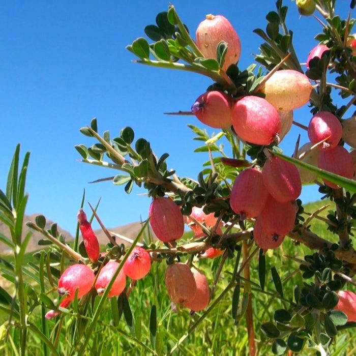 مجموعه مستند بر بلندای بام ایران