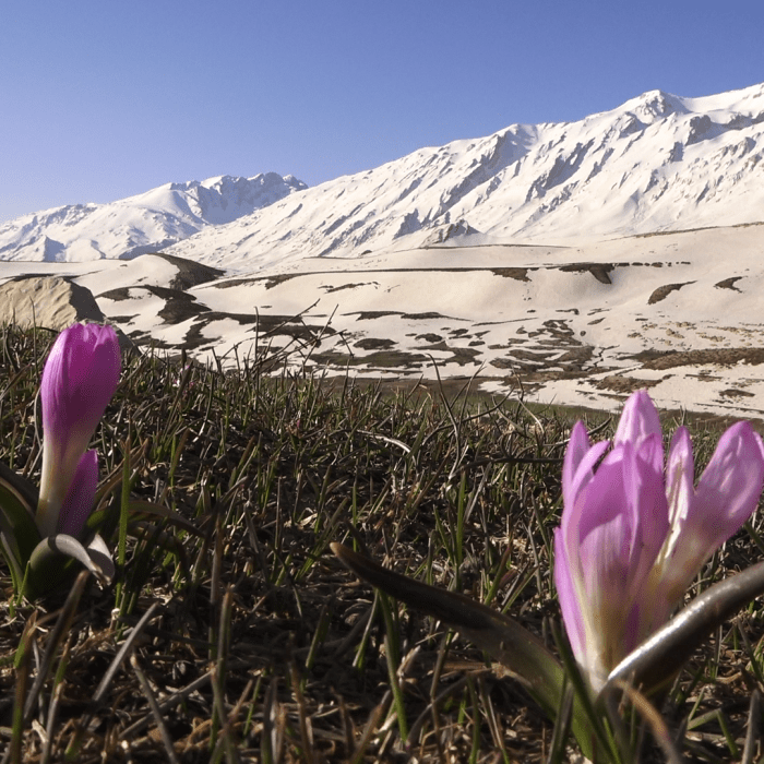 دیار رویایی