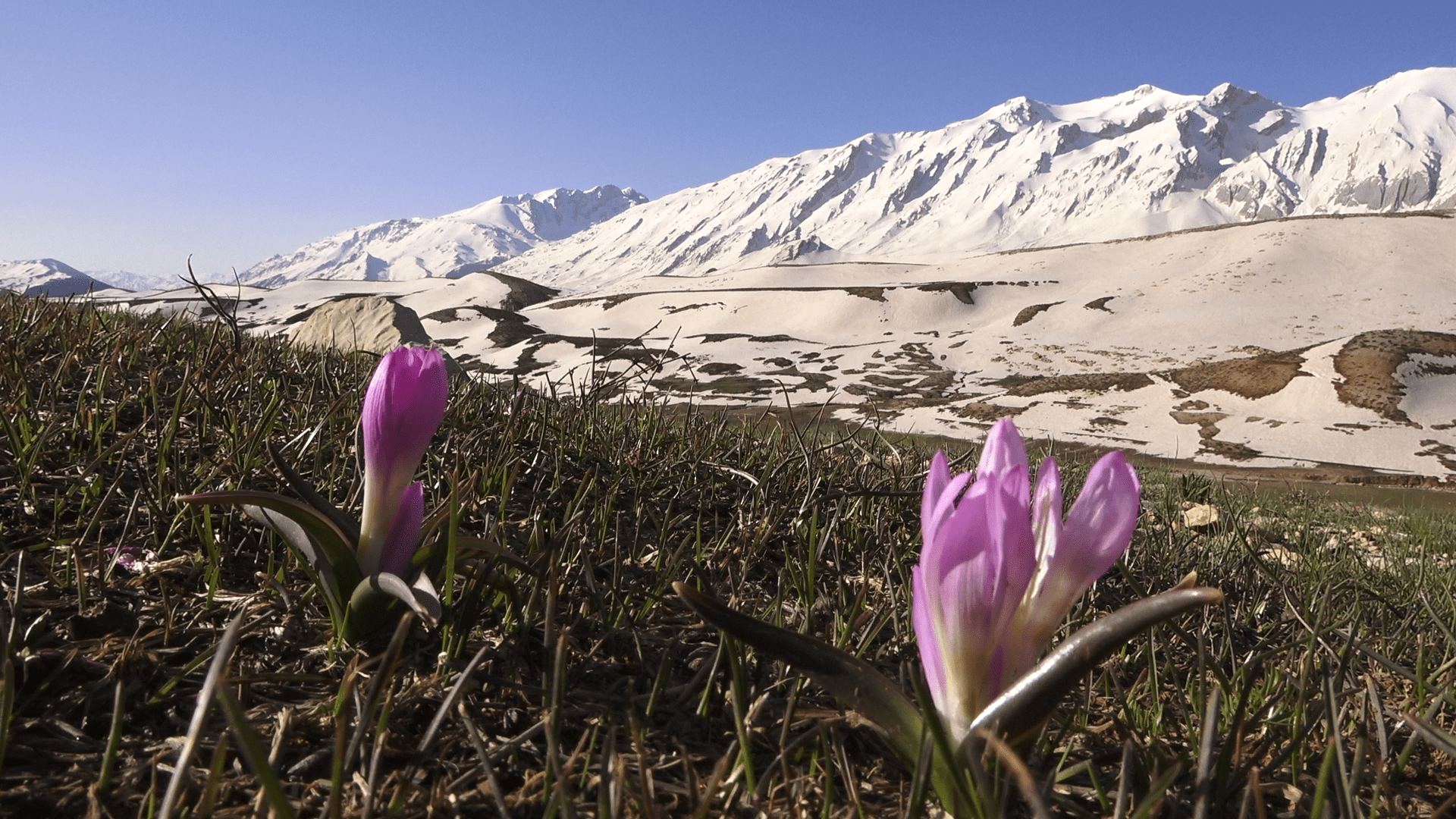 دیار رویایی